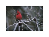 Rouge cardinal reproduction procédé giclée par Art Wolfe