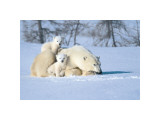 Time Out Giclee Print by Art Wolfe