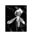 Orchid Lámina giclée por Harold Silverman Orchid Lámina giclée por Harold Silverman
