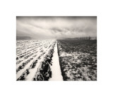 Stormy Field Giclee Print by Andrew Ren