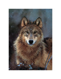 Woodland Pride, Montana Lámina giclée por Art Wolfe