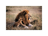 Father Knows Best Giclee Print by Art Wolfe