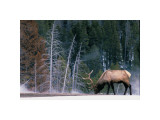 Bull Elk, Wyoming Giclee Print by Art Wolfe
