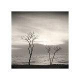 Tree, Study, no. 4 Giclee Print by Andrew Ren
