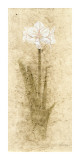 Amaryllis Giclee Print by B. J. Zhang