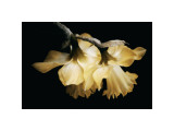 Sunning Daffodils Lámina giclée por David Winston