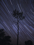 A View of Star Trails Taken in the Middle of a Pine Forest in Fonte Da Telha, Portugal Photographic Print