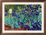 Irises, Saint-Remy, c.1889 Prints by Vincent van Gogh