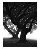 Three Oaks in Fog, Manresa Retreat, Louisiana Photographic Print by William Guion