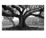 de Bore Oak, Audubon Gardens, New Orleans Photographie par William Guion