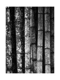 Bamboo Photographic Print by John Gusky
