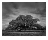 Lone Oak and Moon, Louisiana Photographie par William Guion