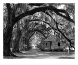 Evergreen Plantation Oaks and Cabins Photographic Print by William Guion