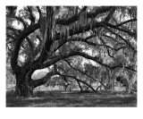 Oak and Moss, Jefferson Island, Louisiana Photographie par William Guion