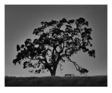 Oak and Bench, California Photographic Print by William Guion
