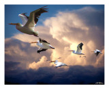 Angels in Flight Photographic Print by Bill Stephens