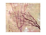 Stripped Lámina giclée por Ruth Palmer Stripped Lámina giclée por Ruth Palmer