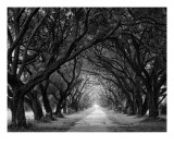 Evergreen Plantation, New Alley, Center View Photographie par William Guion