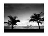Two Palms BW Fotografisk tryk af John Gusky