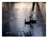 The Stillness Photographic Print by Bill Stephens