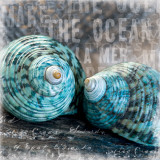 Blue Ocean Shells Prints by Andrea Haase