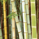 Bamboos Forest, Sagano, Kyoto, Japan Sztuka autor Rob Tilley Bamboos Forest, Sagano, Kyoto, Japan Sztuka autor Rob Tilley