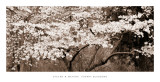Fleurs de cerisier Affiches par Steven N. Meyers