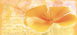 Yellow Flower Prints by Andrea Haase