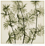 Wild Geranium Print by Steven N. Meyers