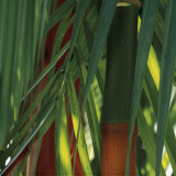 Bamboos, Costa Rica Posters by Cindy Miller Hopkins