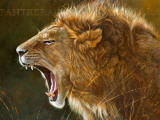 Le Fils de Notch, Maasai Mara Prints by Danielle Beck
