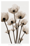 Angélicas Láminas por Steven N. Meyers Angélicas Láminas por Steven N. Meyers