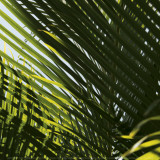 Palm Trees, Dominican Republic, Punta Cana Posters by Lisa Engelbrecht
