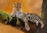 Léopard du Serengeti Reprodukcje autor Danielle Beck Léopard du Serengeti Reprodukcje autor Danielle Beck