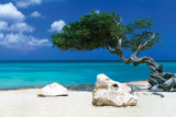 Divi Divi Tree - Tom Makie Foto
