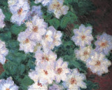 Clemátides Arte por Claude Monet Clemátides Arte por Claude Monet
