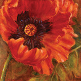 Red Poppy Print by Nicole Etienne