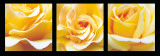 Roses Posters par Heiko Sterzik