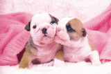 Puppies - Kiss Prints