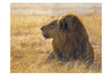Danger on the Wind Prints by John Banovich