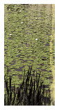 Lily Pond III Posters by Erin Clark