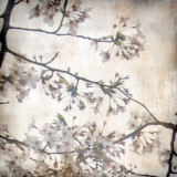 Cherry Blossom Tree VI Posters by Tony Koukos