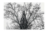 City Hall (branches) Poster by Erin Clark