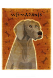 Weimaraner Prints by John Golden