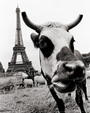 A Farmers Demonstration in Paris Plakater af Elise Hardy A Farmers Demonstration in Paris Plakater af Elise Hardy