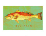 Red Drum Posters by John Golden