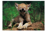 Simple Pleasures Print by Art Wolfe
