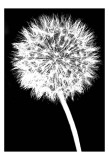 Dandelion Posters by Jenny Kraft