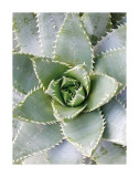 Cactus III Art by Jenny Kraft
