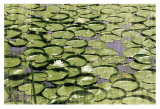 Les Nympheas Prints by Erin Clark